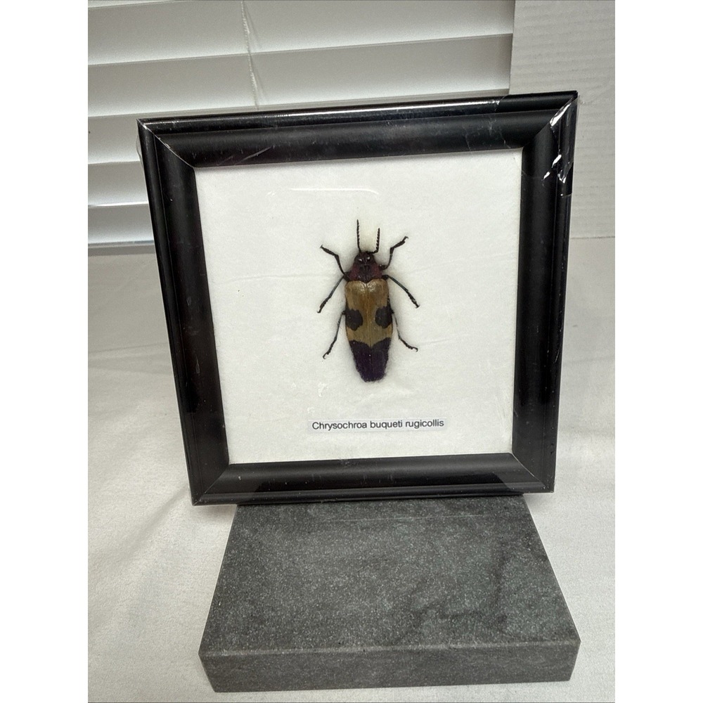 Framed Jewel Beetle (Chrysochroa Buqueti Rugicollis)